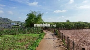 Bán 10m cách đường 29 chỉ 50m,gần KCN Sonadezi Nghĩa Thành, Châu Đức