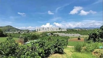 bán 10000m2 dat trong cây lâu năm có 2000 đất  xây dung