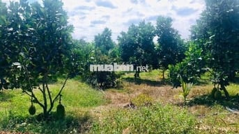 BÁN GẤP 1300M2 VƯỜN CÂY ĂN TRÁI SẴN THỔ CƯ MẶT ĐƯỜNG NHỰA  GIÁ 400TR