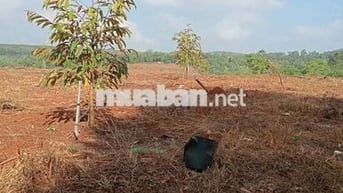 Chính chủ cần bán 16000m2 đất trồng sầu riêng