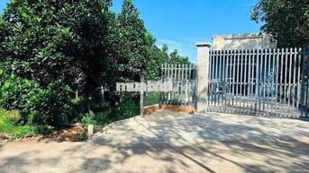 GIẢM GIÁ BÁN NHANH LÔ 213m2 TRỒNG MÍT, SỔ RIÊNG, GIÁ 550TR, THỔ CƯ 100