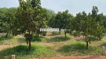 CHỦ GỬI BÁN GẤP LÔ ĐẤT 600M2, MT ĐƯỜNG HUYỆN 507, SỔ RIÊNG GIÁ 580TR