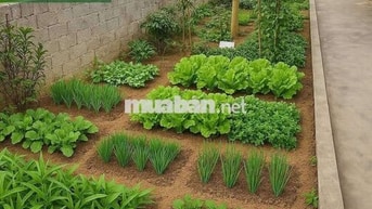 .. 💥💥 siêu phẩm cực hiếm : gần 240m2 , 200m đất ở