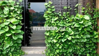 CHO THUÊ NHÀ NGUYÊN CĂN MẶT TIỀN ĐIỆN BIÊN PHỦ