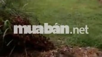 ĐẤT FULL THỔ CƯ CHÍNH CHỦ CẦN BÁN GẦN SÂN GOLF VÀ VINHOMES