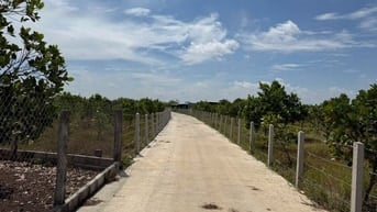 🏡 BÁN ĐẤT MẶT TIỀN BÊ TÔNG LÁNG DÀI (BRVT)– GIÁ SIÊU MỀM CHỈ TỪ 570tr