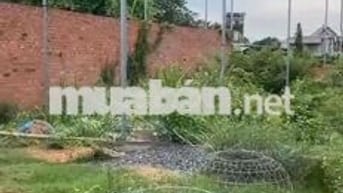 Chính Chủ bán 546m2 Thổ Cư Bình Chánh , DT 15x39 , SHR , XD Tự Do