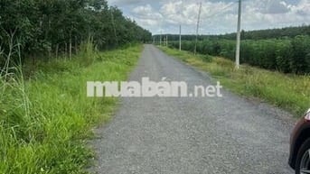 Cần tiền bán gấp lô đất MT nhữa 30m