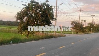 Bán Đất Mặt Tiền Đường Nhựa Võ Văn Điều Xã Trung Lập Thượng