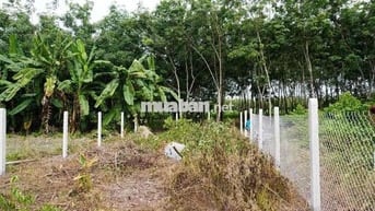 🏡 ĐẤT THỔ CƯ 7x57 (200m thổ cư)– SHR – Ô TÔ TỚI ĐẤT –CHÂU THÀNH, TÂY N