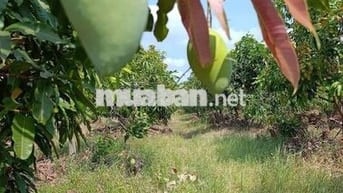 Đất Mặt Tiền Đường ĐT 788 Xã Hòa Hiệp - Tân Biên