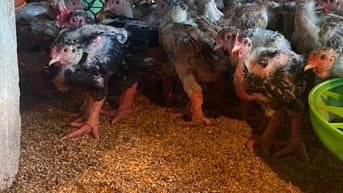 Gà con giống đông tảo trên 30 ngày tuổi