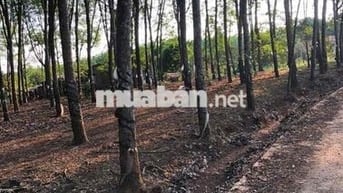 bán đất lộc ninh 1,8 ha có hơn 1000 cây cao su đang thu
