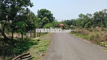 Đất & Nhà đường nhựa, tổng 1300m2, đủ cây ăn trái 4 năm, 430 triệu
