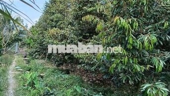 4 Công Đất liền kề nhau trồng Sầu Riêng đang thu hoạch