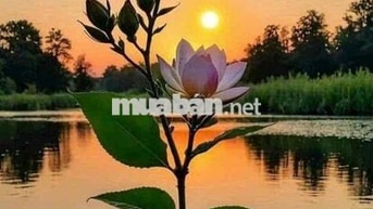 ĐẤT Vị TRí ĐẸP - GIÁ TỐT CẦN BÁN NHANH LÔ ĐẤT ĐẦU TƯ LÀ SINH LỜI