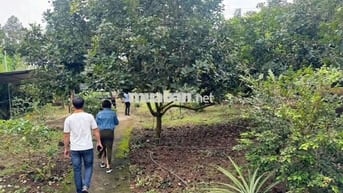 Chủ đang kẹt tiền gửi bán gấp vườn cây ăn trái hơn 1 sào