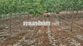 Bán 2.9 Ha Cao su non Trồng năm thứ 5. Đất đỏ tơi xốp. Chăm sóc kỹ