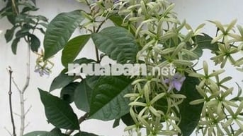 Cho thuê nhà nguyên căn làm văn phòng hoặc kho chứa bán hàng online