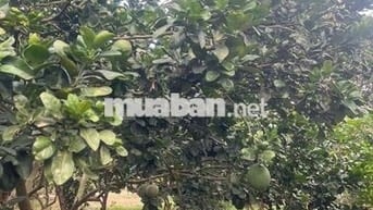 🌿 BÌNH LỘC - THÀNH PHỐ ĐỒNG NAI 📍 Mảnh vườn đẹp diện tích 3,6 sào 🏡