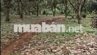Bán 1,15 Ha Điều tơ. Đồng Bia, Tân Lợi, Bình phước. Mặt đường 300m