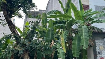 Đất nền khu 1 , p Thạnh Mỹ Lợi , đường 98