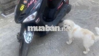 Yamaha Mio Maximo Đen