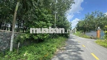 Cần bán đất Bàu Bàng đẹp làm sân vườn kho bãi