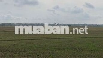 CHÍNH CHỦ BÁN 1.332M² ĐẤT RUỘNG TAM PHƯỚC, LONG ĐIỀN – GIÁ 1 TỶ 3