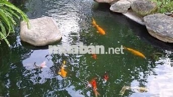 🔴 CHO THUÊ BIỆT THỰ SÂN VƯỜN 3 TẦNG ĐẲNG CẤP – ĐƯỜNG NGUYỄN THỊ SÁU, H