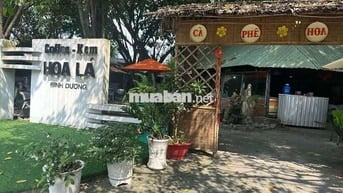 Sang quán cafe sân vườn Hoa Lá