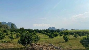 bán đất địa phận tân lạc - hoà bình