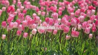 cần bán nhà cấp 4 có thể cải tạo để cho thuê hoặc ở