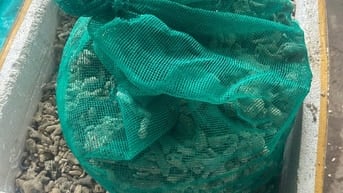 San hô vụn lọc bể cá 10k/kg, có 150kg