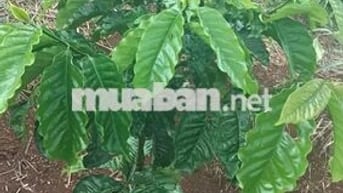 Bán đất rẫy,thôn 8 xã trường xuân Lâm Đồng,bán gấp 2,1hécta giá 2tỷ500