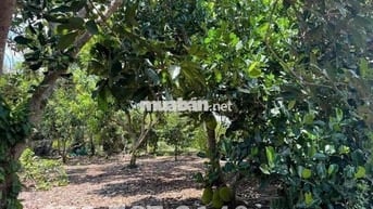 CHÚ TÁM CẦN BÁN GẤP VƯỜN TRÁI CÂY