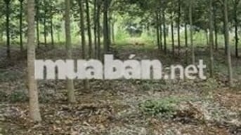 BÁN 2.2 HA CAO SU TRỒNG ĐƯỢC 5 NĂM. CAO SU TO, ĐẤT NHIỀU MẶT ĐƯỜNG.