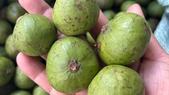 Sấu tươi đã vào mùa khách cần mua về ngâm , nấu canh ...