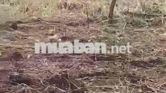 bán đất Quốc Lộ 50 Phong Phú 8.000m giá 20 tr/m2