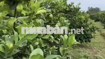 Chủ cần tiền bán gấp  VƯỜN CHANH KHÔNG HẠT GIÁ TỐT 🍋 Diện tích sang