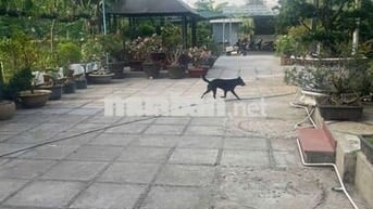 BÁN ĐẤT ĐƯỜNG NGUYỄN HỮU THỌ Q7