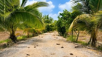 Bán đất thổ cư chính chủ 300m² (10x30) tại Hựu Thạnh, Đức Hòa