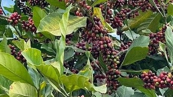 BÁN RẪY CÀ PHÊ KHÔNG NGƯỜI CHĂM