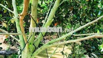 Đất trồng mít ruột đỏ đang cho trái