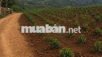 BÁN ĐẤT VƯỜN 2 MẶT TIỀN – GIA HIỆP, DI LINH, LÂM ĐỒNG