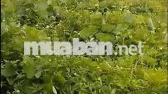 bán đất thổ cư mặt đường 242 gần trung tâm gần kcn hữu lũng