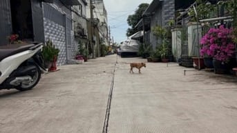 Đất hẻm xe tải Bùi Tư Toàn, An Lạc , Bình Tân