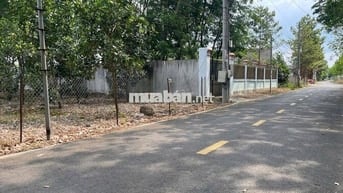 CHỦ NGỘP BÁN VƯỜN MÍT 5X50=250M2, SHR, THỔ CƯ, NGAY TTHC, GIÁ 420TR