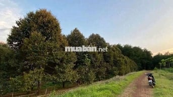 🌿 VƯỜN SẦU RIÊNG VIEW SÔNG BÉ
💰 CHỈ 1 TỶ 950 TRIỆU