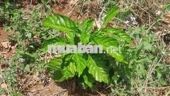 Chính chủ cần bán rẫy cà phê giá rẻ